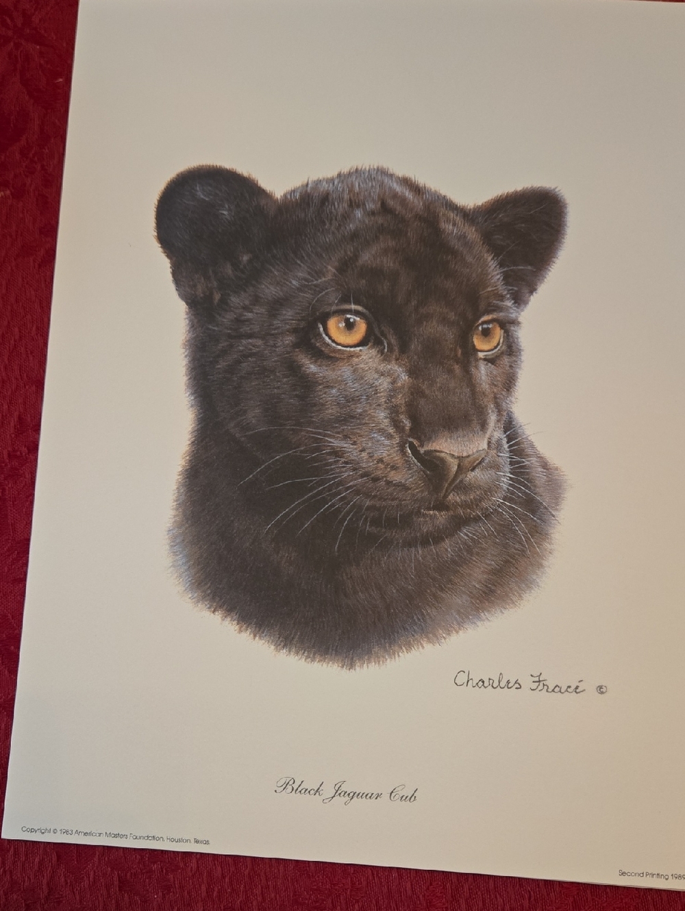 Black Jaguar Cub Art Print - Black